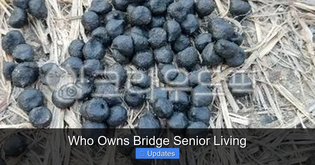 Who Owns Bridge Senior Living