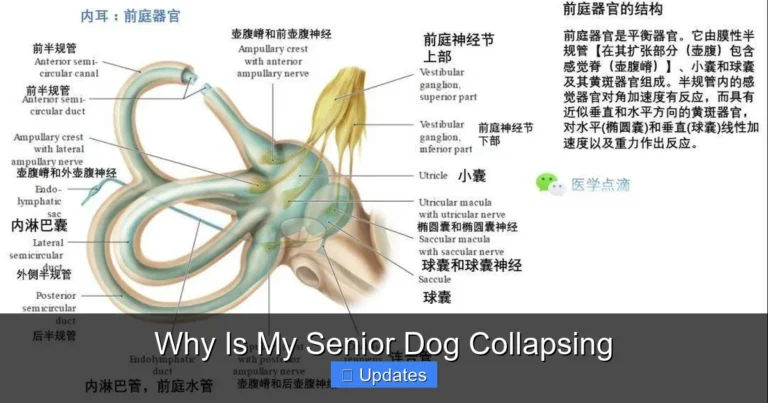 Why Is My Senior Dog Collapsing