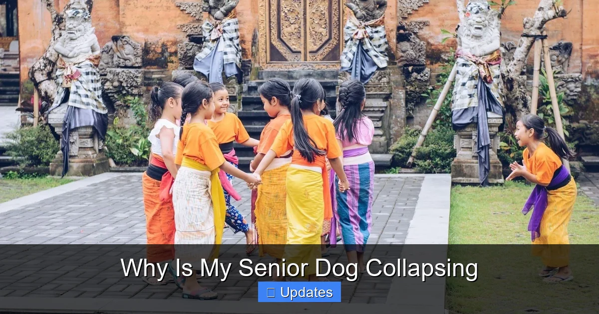 Why Is My Senior Dog Collapsing