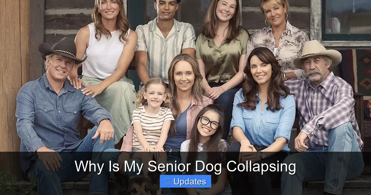 Why Is My Senior Dog Collapsing